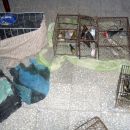 Nuevamente dos arrestados por tráfico ilegal de aves
