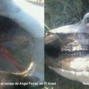 MÁS ANIMALES MUTILADOS