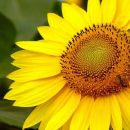Se detuvo la siembra del girasol