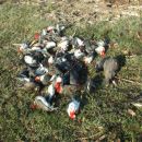 LAS TOSCAS: PREOCUPA EXTRAÑA MORTANDAD DE AVES EN UN CAMPO	