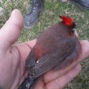 INSÓLITO: GUARDAFAUNAS RECLAMAN COMBUSTIBLE PARA RECUPERAR ANIMALES