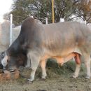 Se llevó a cabo una nueva edición de la Expo-Rural
