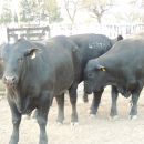 Se llevó a cabo una nueva edición de la Expo-Rural