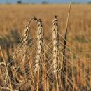 El trigo ya sufre el efecto por la falta de lluvias en la región