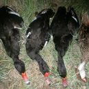 DECOMISO DE 32 PATOS SILVESTRES