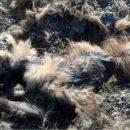 DAN MUERTE A ANIMAL EN PELIGRO DE EXTINCIÓN