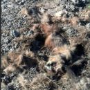 DAN MUERTE A ANIMAL EN PELIGRO DE EXTINCIÓN