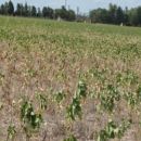 Resolución: Emergencia agropecuaria para el norte de Santa Fe