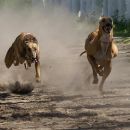 Se prohíben las carreras de galgos en Calchaquí