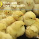 Se entregaron 900 pollitos y alimento balanceado a productores locales