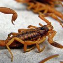 RECOMENDACIONES FRENTE A LA PRESENCIA DE ALACRANES