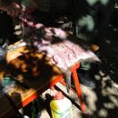 OPERATIVO CONTRA DEPREDADORES DE LA FAUNA SILVESTRE Y AUTOCTONA POR PARTE DE LA GUARDIA RURAL DE ROMANG