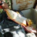 OPERATIVO CONTRA DEPREDADORES DE LA FAUNA SILVESTRE Y AUTOCTONA POR PARTE DE LA GUARDIA RURAL DE ROMANG