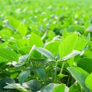 Productores santafesinos frenaron la siembra de soja por la falta de lluvias y el intenso calor