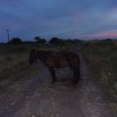 MOTOCICLISTAS CHOCARON CON UN CABALLO