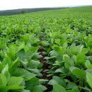Productores santafesinos retoman la siembra de soja después de las precipitaciones registradas