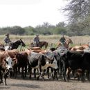 SECUESTRO DE 42 VACUNOS EN LA ZONA RURAL DE ALEJANDRA