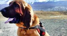 Tierra del Fuego: Perro sabueso encontró al joven perdido en un glaciar 