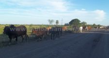 Arbustos en banquinas, animales sueltos y baches describen a la Ruta 3