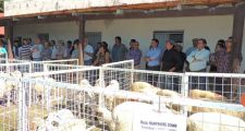 Se desarrolló una jornada sobre ley ovina y manejo general en Las Gamas Integradas