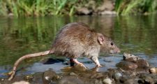 Avellaneda: confirman 7 casos de leptospirosis y otros tantos en estudio