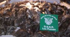 Secuestro de 50 aves silvestres producto de caza furtiva.