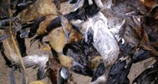 Secuestro de 50 aves silvestres producto de caza furtiva.