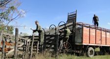 Operativo y Secuestro de animales vacunos