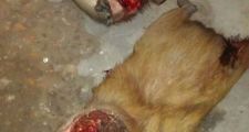 Diversos procedimientos de la Guardia Rural Los Pumas