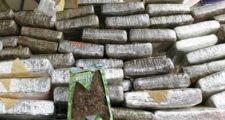 Incautaron 138 kg de marihuana en la localidad de Gato Colorado