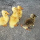 ESTE PATITO SI QUE CORRE RAPIDO
