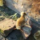 ESTE PATITO SI QUE CORRE RAPIDO