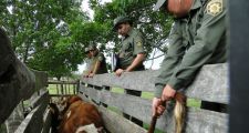 Romang: Secuestro de 20 animales por parte de La Guardia Rural 