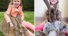 El conejo más grande del mundo 22kg