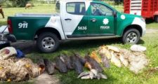 Decomiso de un yacaré por parte de la Guardia Rural Los Pumas