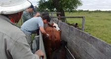 Secuestro preventivo de 19 animales