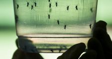 Según informe de la OMS, el virus del zika amenaza a América