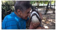 Un pingüino nadó 8.000 kilómetros para encontrarse con el hombre que lo salvó