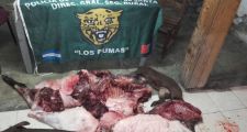 Secuestro de armas, fauna silvestre y especies ictícolas.-