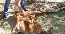 Abigeatos reiterados en San Javier