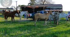 Secuestro de 40 animales vacunos con adulteraciones de marca