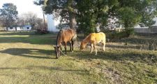 Varios procedimientos de la Guardia Rural Los Pumas.