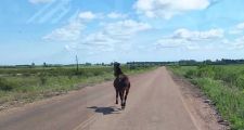 Los Amores: Tres Hermanos graves al chocar con un equino.