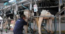 Tamberos piden 6 pesos por litro de leche